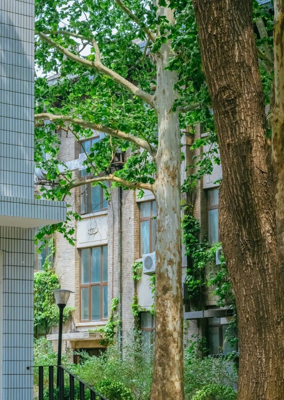 北京林业大学(北京林业大学录取分数线)
